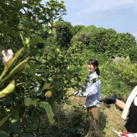 小田原のミナモト農園でレモンの摘果作業