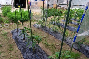 03_協力者の方の家庭菜園でもお話を聞く