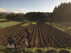 （2）身体に優しい野菜作りは重労働・・・JPG