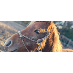 NOTO Reins of Revival ― 馬と創る能登未来プロジェクト